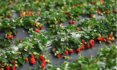 草莓怎样种植和管理_阳台草莓怎样种植和管理
